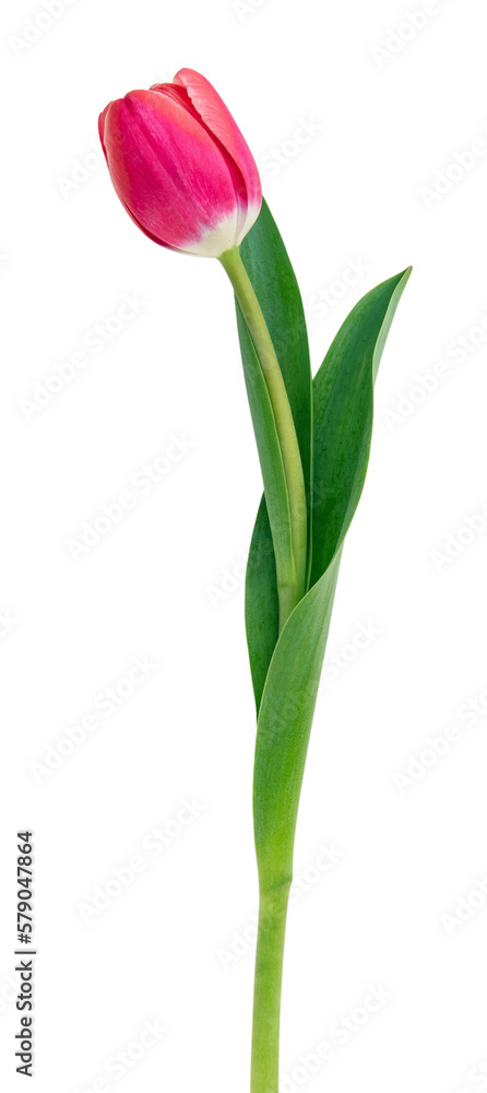 Tulip isolated on transparent background. Fresh red pink tulip, holiday gift. PNG, Tulip isolated on transparent background. Fresh red pink tulip, holiday gift. PNG,