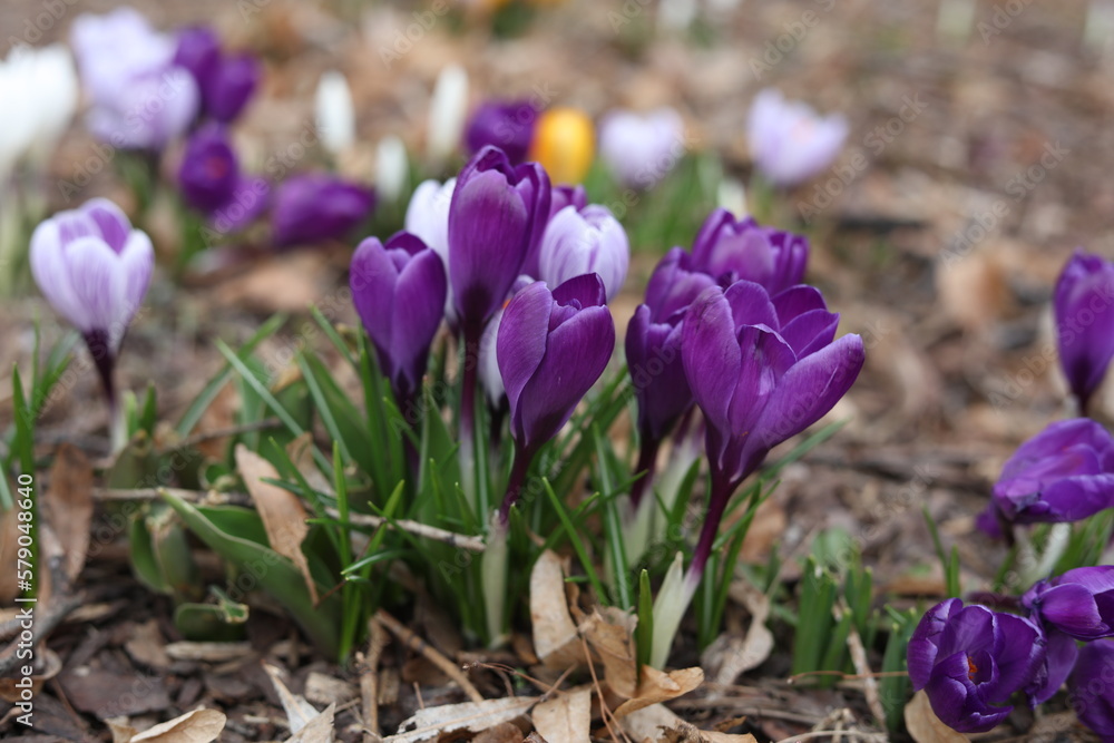 purple crocus flowers purple crocus flowers