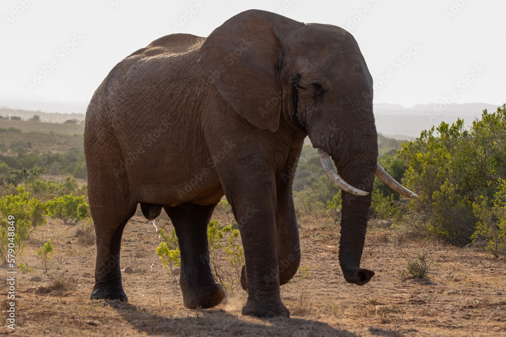 African elephant in the wild