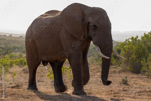 African elephant in the wild © Boshoff