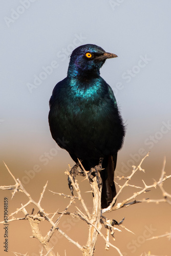 Starling on a tree