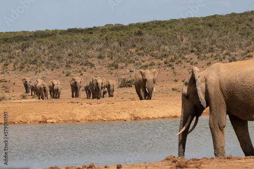 Photography elephants in the savannah