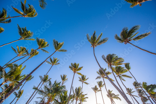 Coconut tree looking upwards under the bright blue sky. 