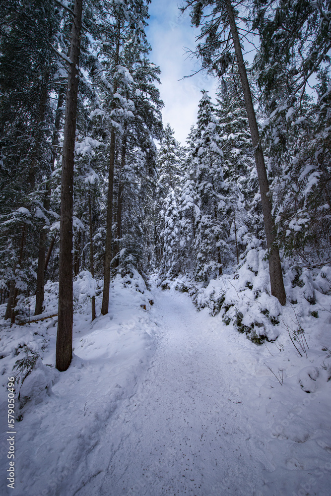alpin winter trail with snowy cover and fir trees alpin winter trail with snowy cover and fir trees
