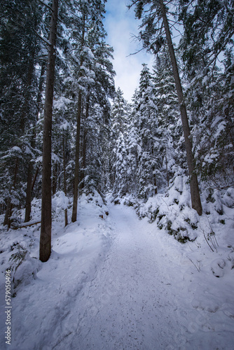 alpin winter trail with snowy cover and fir trees