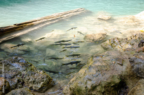 Mahseer barb or Neolissochilus stracheyi in clear water  photo