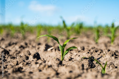 Close up seeding maize plant, Green young corn maize plants growing from the soil. Agricultural scene with corn's sprouts in earth closeup.