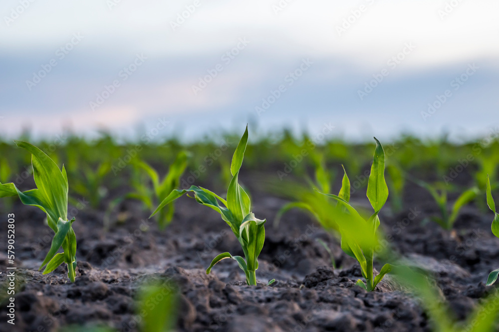 A young green sprout of corn close-up grows in the soil in a garden bed in a sunset. A young green sprout of corn close-up grows in the soil in a garden bed in a sunset.