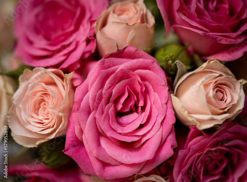 Happy 8 March International Women s Day with a nice shot of carefully selected roses.