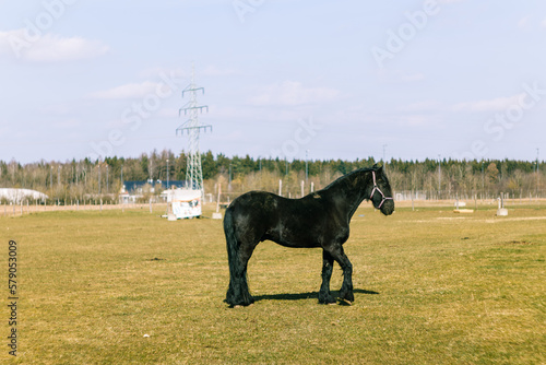 Friesian horse.Black horse walks in the field.Home ranch.Love for horses.Domestic horse.Black stallion.Beautiful stallion.Black wool.Faithful horse. Black animal. Beautiful animal. big hoss © Daria