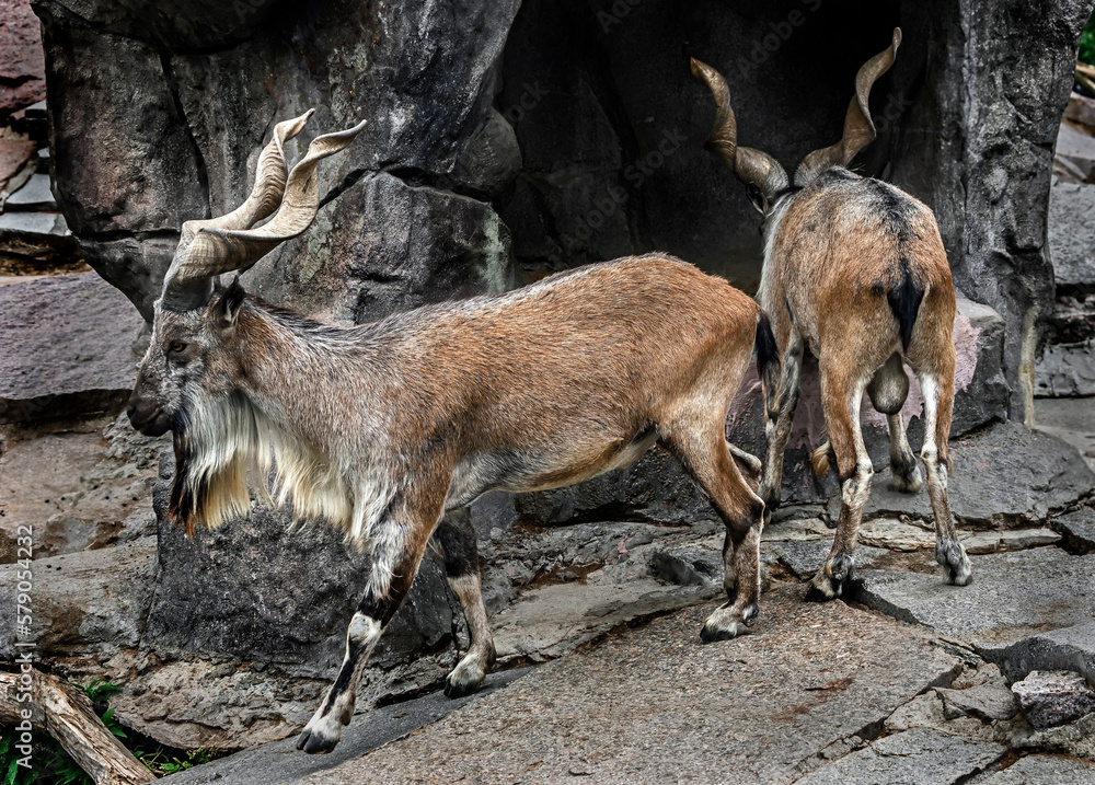 Markhor males on the artificial rock. Latin name - Capra falconeri Markhor males on the artificial rock. Latin name - Capra falconeri