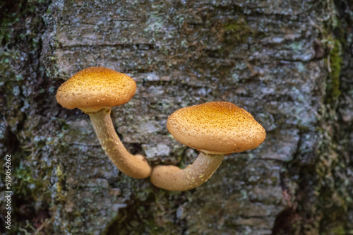 Closeup of Honey fungus (Armillaria mellea) mushrooms growing on the grey tree trunk