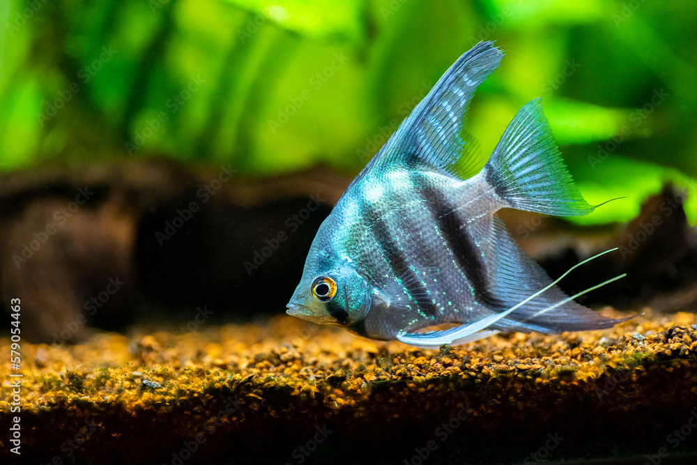 portrait of a zebra Angelfish in tank fish with blurred background ...