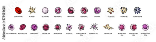 Named different types of blood cells. Microbiology poster for education, classes, biology lessons. Scientific vector illustration in sketch style