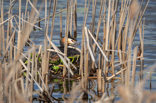The great crested grebe (Podiceps cristatus) sitting on eggs in the nest among dry reeds on the lake shore in spring