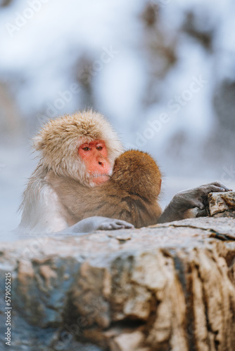 Fototapeta Naklejka Na Ścianę i Meble -  Snow Monkey in winter 2023, Japan