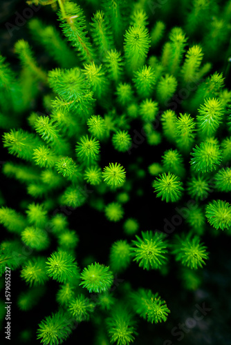 background of green fern