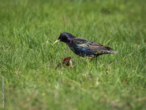 Common starling (Sturnus vulgaris) on the fresh green grass on sunny spring day 