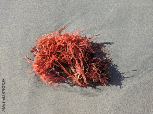 Asparagopsis seaweed washed up on a beach, southwest Western Australia.
Supplement food for reducing methane in cattle. photo