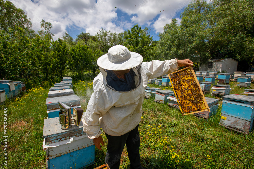 Erzincan, Turkey, June 30, 2022: The beekeeper holds a honey cell with bees in his hands. Apiculture. Apiary. Working bees on honeycomb. Bees work on combs. Erzincan, Turkey, June 30, 2022: The beekeeper holds a honey cell with bees in his hands. Apiculture. Apiary. Working bees on honeycomb. Bees work on combs.