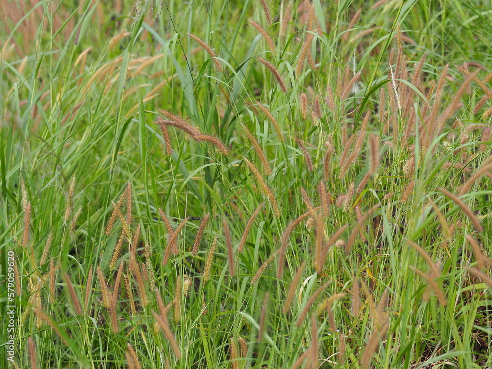 African Fountain Grass or Purple Grass, brown flowers, fresh green leaves. Its scientific name is Pennisetum setaceum (Forssk.) Chiov. ‘Purpureum’. A ground cover herbaceous popular to decorate garden African Fountain Grass or Purple Grass, brown flowers, fresh green leaves. Its scientific name is Pennisetum setaceum (Forssk.) Chiov. ‘Purpureum’. A ground cover herbaceous popular to decorate garden