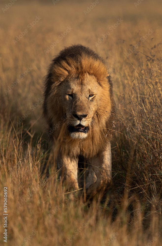 A Lion walking during morning hours in Savanah, Masai Mara, Kenya A Lion walking during morning hours in Savanah, Masai Mara, Kenya