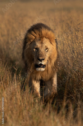 A Lion walking during morning hours in Savanah  Masai Mara  Kenya