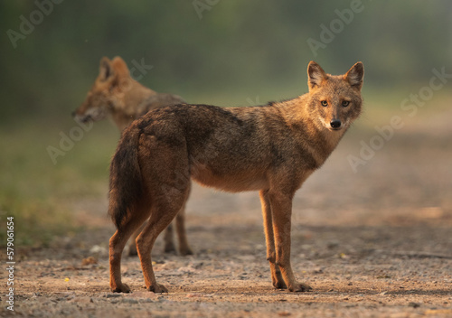 Portrait of a Golden jackal in the morning hours at Keoladeo Ghana National Park, Bharatpur, India