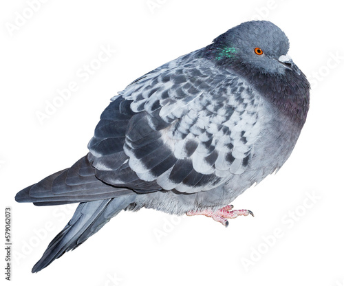 Feral gray pigeon isolated on transparent background