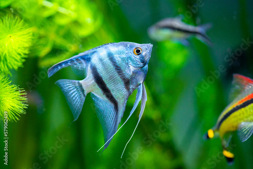 portrait of a zebra Angelfish in tank fish with blurred background (Pterophyllum scalare) photo