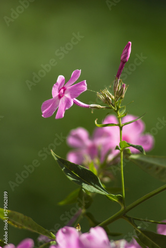 Purple flowers of phlox paniculata. Flowering branch of purple phlox in the garden on a blurred background of lush greenery. Artistic photo of flowers. Closeup macro. Vertical image