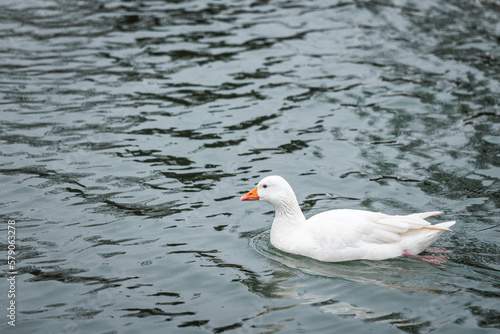 Cute duck at the River Thames