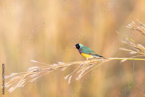 A black-faced male gouldian finch perched on a stem of grass photo