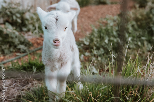 Horizontal shot of a lamb walking on a vegetable garden photo