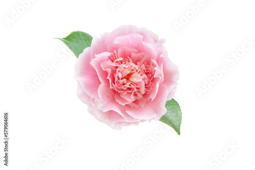 Fototapeta Naklejka Na Ścianę i Meble -  Pale pink camellia japonica peony form flower with green leaves isolated transparent png. Japanese tsubaki.
