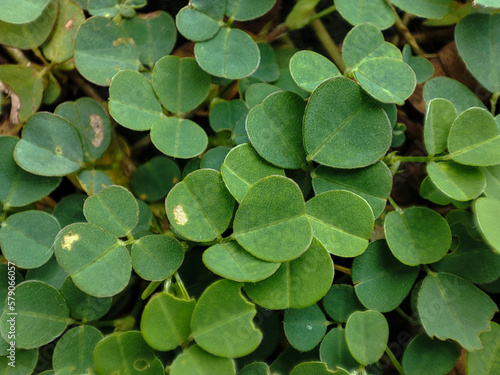Desmodium adscendens photo for background
