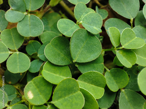 Desmodium adscendens photo for background
