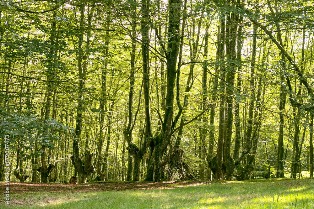 custom made wallpaper toronto digitalBeech forest in a sunny day.