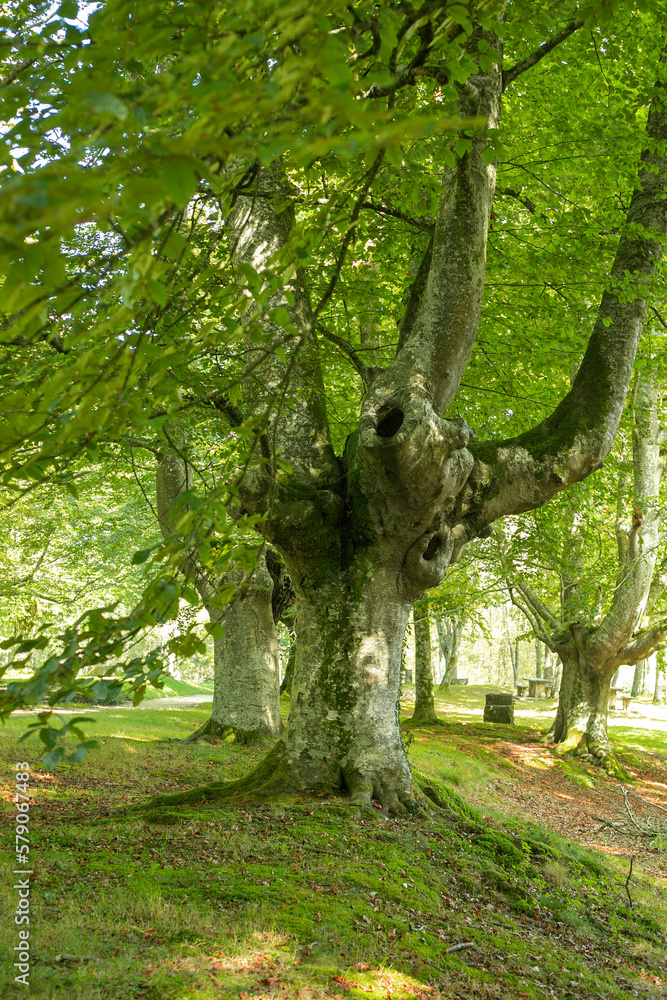 custom made wallpaper toronto digitalBeech tree in a sunny day.