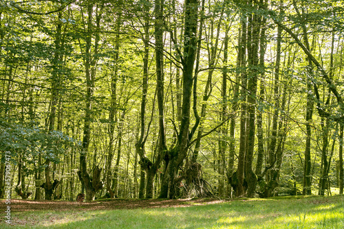 Wallpaper Mural Beech forest in a sunny day. Torontodigital.ca