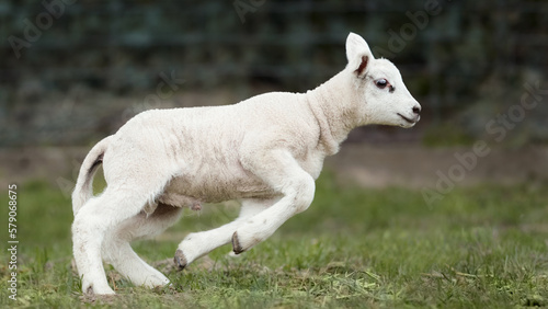 White lamb runs in the meadow