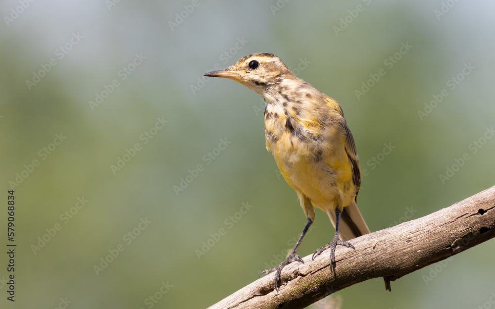 Western yellow wagtail, Motacilla flava. A young bird on a beautiful green background Western yellow wagtail, Motacilla flava. A young bird on a beautiful green background