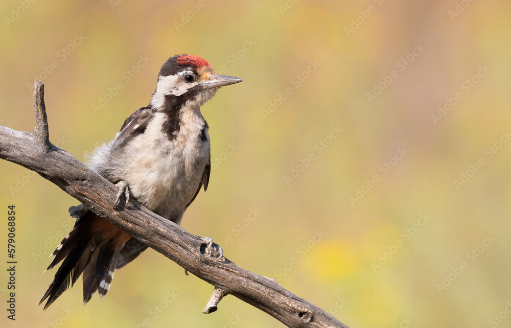 Syrian woodpecker, Dendrocopos syriacus. A young bird sits on a branch. Placement of text Syrian woodpecker, Dendrocopos syriacus. A young bird sits on a branch. Placement of text