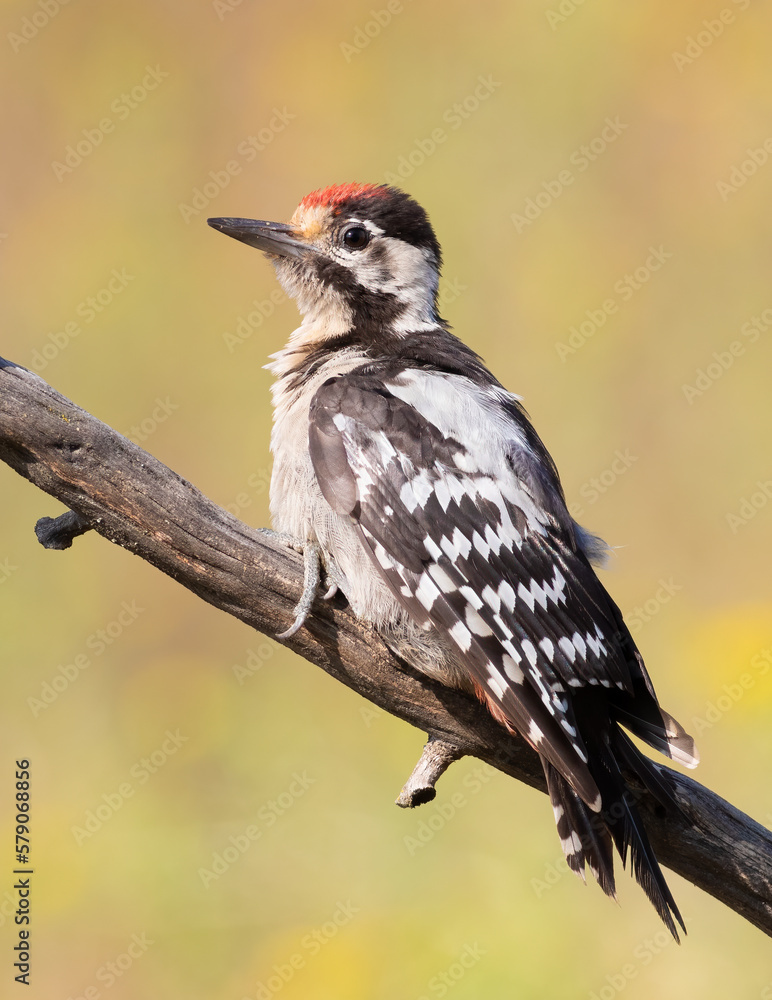 Fototapeta premium Syrian woodpecker, Dendrocopos syriacus. A young bird sits on a branch