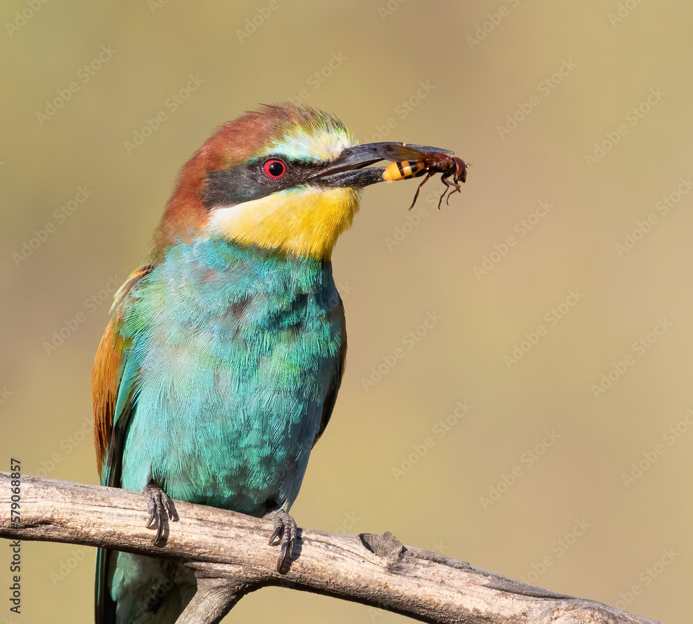 Obraz premium European bee-eater, Merops apiaster. A bird holds a prey in its beak. Close-up