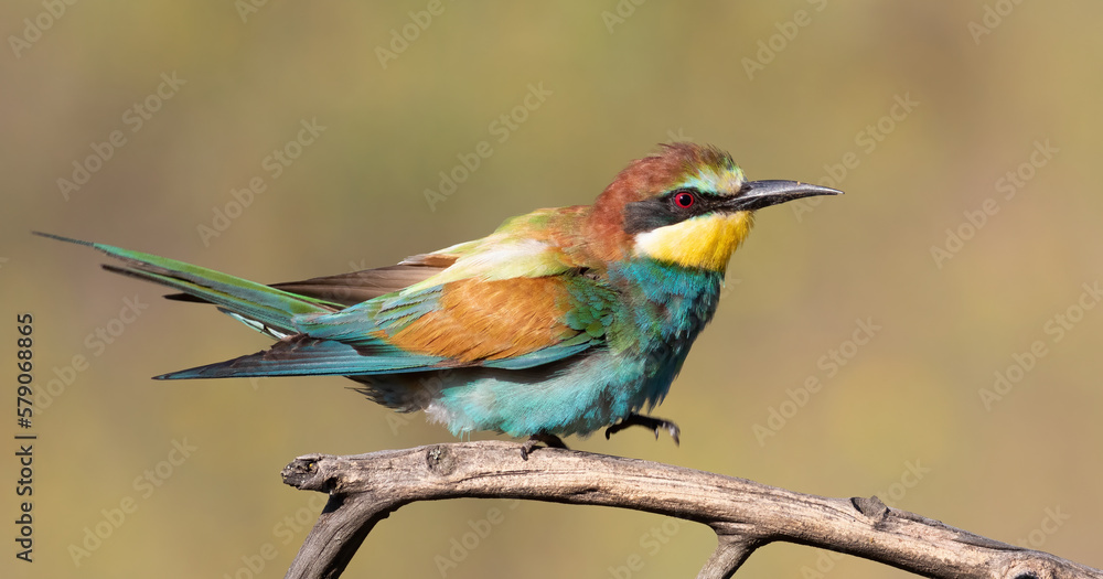 European bee-eater, Merops apiaster. A bird walks on a branch European bee-eater, Merops apiaster. A bird walks on a branch
