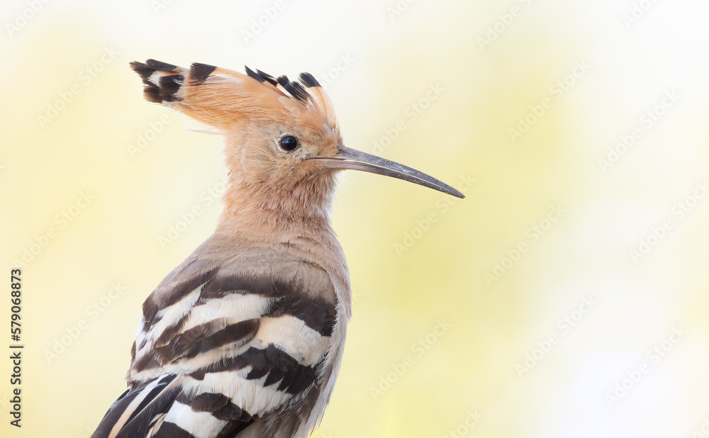 Eurasian hoopoe, Upupa epops. Close-up of the bird against a beautiful golden background Eurasian hoopoe, Upupa epops. Close-up of the bird against a beautiful golden background