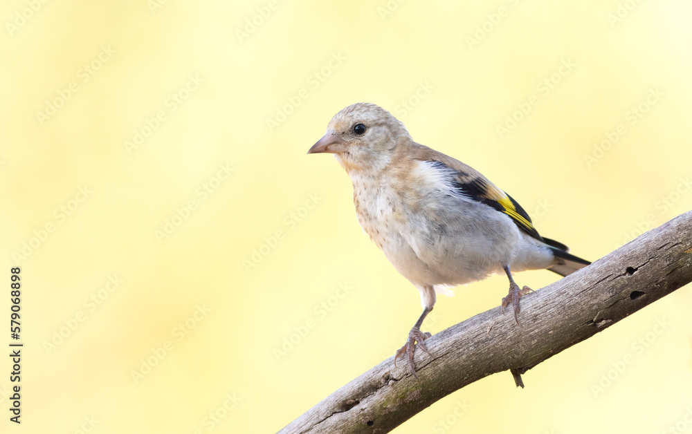 European goldfinch, Carduelis carduelis. A bird sits on a branch against a beautiful background European goldfinch, Carduelis carduelis. A bird sits on a branch against a beautiful background