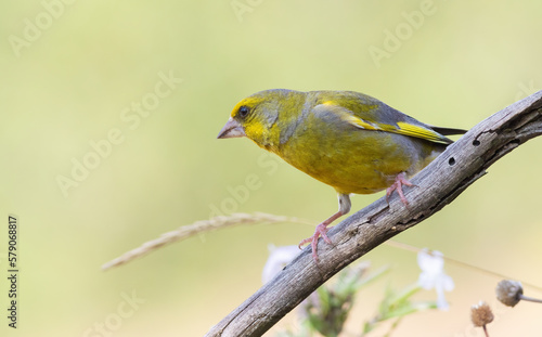 European Greenfinch, Chloris chloris. A bird sits on a branch and looks into the distance