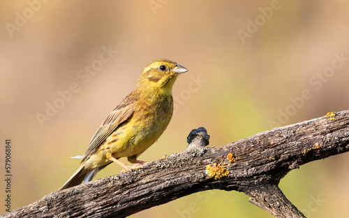 Yellowhammer, Emberiza citrinella. A bird sits on a branch © Юрій Балагула